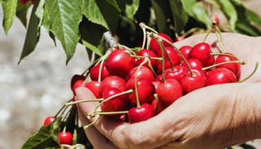 Cosecha Chile: la iniciativa que busca saldar la deuda del agro con los temporeros
