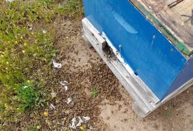 Apicultores de Licantén denuncian muerte masiva de abejas
