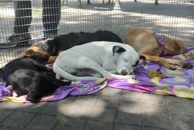 Municipio de Curicó promueve adopción de perros en la Plaza de Armas