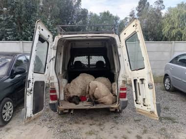 Dos detenidos por abigeato en sector Alto Caone de Hualañé