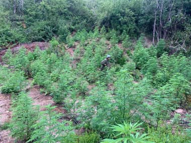 Carabineros descubre más de 2 mil 350 plantas de marihuana en un cerro de Licantén