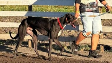 Alcaldesa de Molina y polémica por canódromo: “El problema es la tenencia responsable de mascotas”