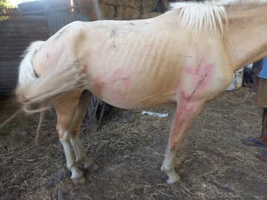 Murió yegua baleada por agricultor en Tutuquén
