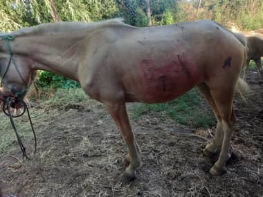 Denuncian a vecino que disparó e hirió a dos yeguas en sector de Tutuquén Bajo en Curicó