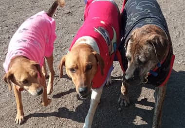 Concejala Paulina Bravo llamó a adoptar perros rescatados desde exrefugio Almas en el Camino