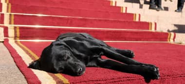 Día del Quiltro: Libro sostiene que perros mestizos con más sanos que los de raza