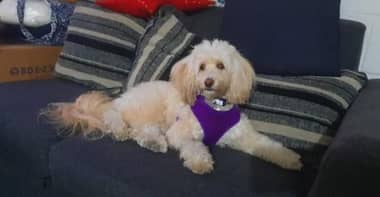 Buscan a mascota extraviada tras violento accidente ocurrido frente a Teno