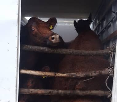 Carabineros de Río Claro recuperaron camión robado con 14 vacunos en su interior