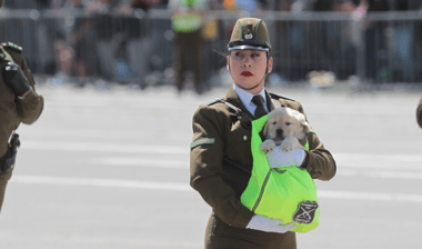 Este fue el esperado paso de los perritos de Carabineros en la Parada Militar 2024