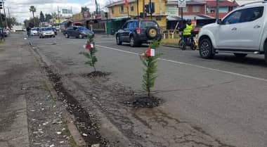 Vecino plantó árboles en hoyos en avenida El Boldo de Curicó para protestar por mal estado de las calles