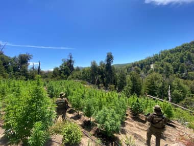 Carabineros decomisó más de nueve mil plantas de marihuana en últimos operativos en Curicó y Vichuquén