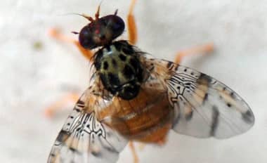 SAG intercepta larvas de Mosca de la Fruta en damascos portados por turistas argentinos en Paso Vergara