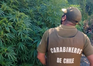 Más de mil plantas de marihuana fueron encontradas por Carabineros en Potrero Grande