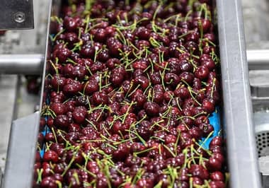 Aduana de China rechazó carga de cerezas chilenas que llegaron con retraso