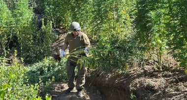Importante incautación de marihuana en Quebrada El Litre, Paredones