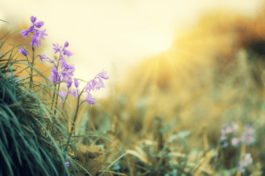 Las 3 mejores atracciones de Curicó para la primavera