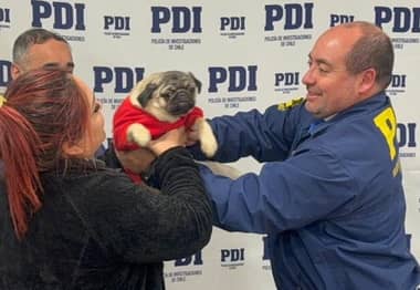 PDI de Linares recupera mascota de contención emocional sustraída de un domicilio