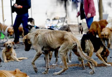 Almas en el Camino: Fijan fecha para juicio oral en caso de maltrato animal que impactó al país