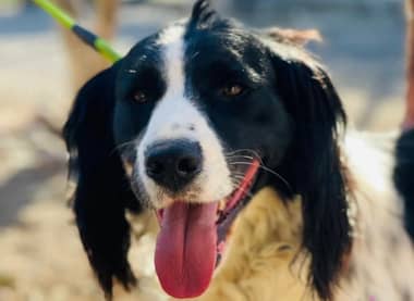 Centro veterinario municipal de Curicó invita a jornada de adopción