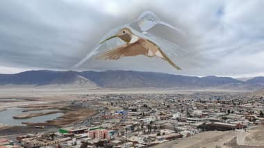 Función gratuita de la obra “El movimiento del colibrí” se presentará en Hualañé