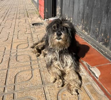 Día Mundial del Perro Adoptado: Fundación Paticorta llama a dar hogar a animales en situación de calle