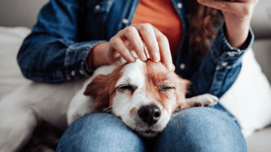 Comisión de Trabajo aprueba proyecto que otorga un día libre por muerte de una mascota
