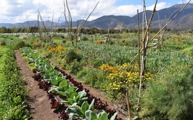 ExpoAgro Romeral 2025 se realizará este jueves y viernes