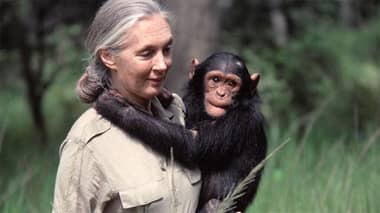 Fallece Jane Goodall, la "revolucionaria" etóloga que dedicó su vida a trabajar con chimpancés