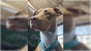 Dramático llamado de dueño para encontrar a su perro "Sirius" tras ser atropellado en Curicó