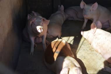 Segundo Tribunal Ambiental revierte decisión de la SMA a favor de Coexca en San Javier