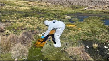 Derrame de aceite en Lago Chungará causa muerte de fauna protegida y pone en riesgo a más de 80 aves