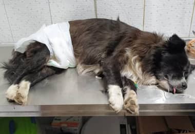 Alerta en Lago Vichuquén: Sospechan presencia de alga tóxica tras intoxicación grave de mascotas