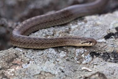 Alarma en Talca por culebra en sector residencial: SAG señala que "no es venenosa"