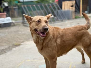 "Kira" sigue a la espera de un hogar tras ser víctima de maltrato en Curicó