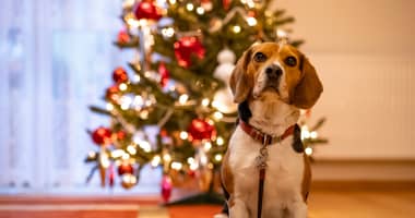 Protección de mascotas en fiestas: consejos para evitar estrés por ruido y calor