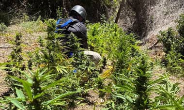 PDI incauta más de 1.700 plantas de cannabis en Vichuquén
