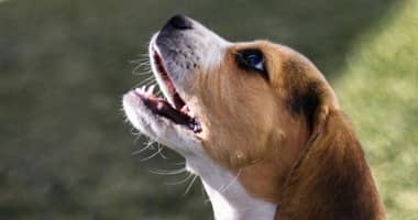 Tribunal ordena a dueña de perro controlar ladridos que afectan a adulta mayor