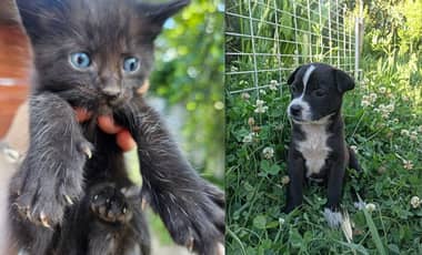 "Amigos del Corazón": Curicó inicia el 2026 con jornada masiva de adopción para combatir el abandono animal