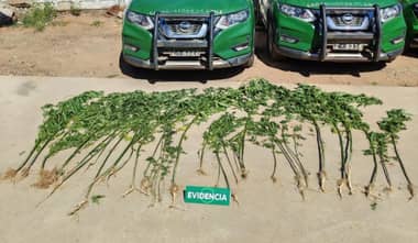 Denuncia anónima fue clave: Carabineros decomisa 40 plantas de marihuana en domicilio de Vichuquén