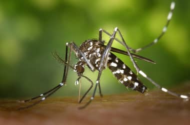 Minsal confirma presencia del mosquito Aedes aegypti en Chile
