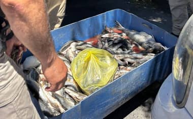 Alerta sanitaria en la Feria de las Pulgas: Decomisan venta ilegal de pescados sin cadena de frío