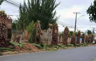 Municipio de Molina denuncia a CGE por poda indiscriminada de palmeras y anuncia oficio a la empresa