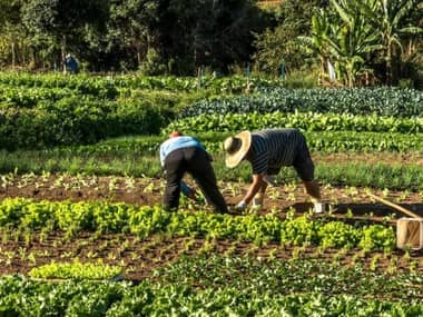 Mercado laboral en alerta: Región del Maule registra un 33,5% de informalidad y supera ampliamente el promedio nacional, según estudio