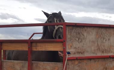 PDI recupera dos caballos sustraídos en investigación por abigeato