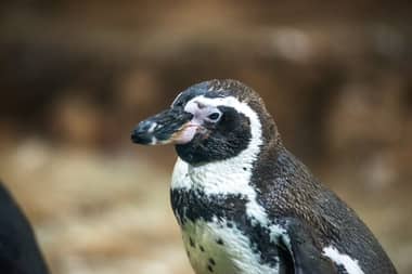 Pingüino de Humboldt es declarado monumento natural para reforzar su protección en Chile