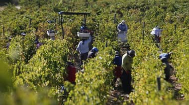 Encuesta Nacional de Empleo: Provincias de Curicó y Talca mantienen alta tasa de trabajos informales