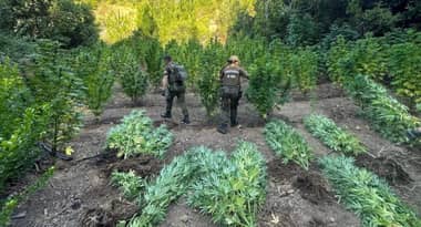 Decomisan casi 200 plantas de marihuana de hasta tres metros de altura en la comuna de Paredones