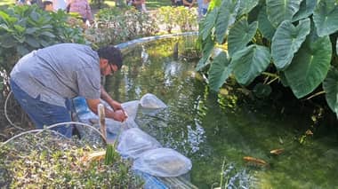 Incorporan 30 nuevos peces Koi a la pileta de la Plaza de Armas de Curicó: llaman a la comunidad a cuidarlos