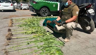 Carabineros detiene a sujeto con motocicleta robada, armamento y plantas de marihuana en Curicó