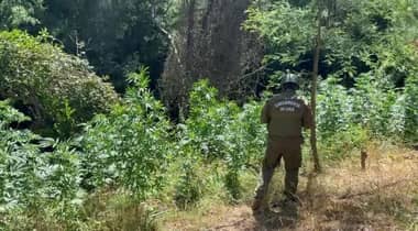 Carabineros descubre nueva plantación de marihuana en sector precordillerano de Molina